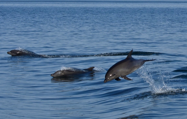  Dolphins swimming 